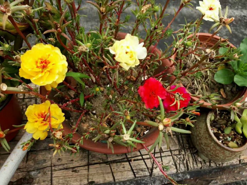 ����AG����|AG���˹�����