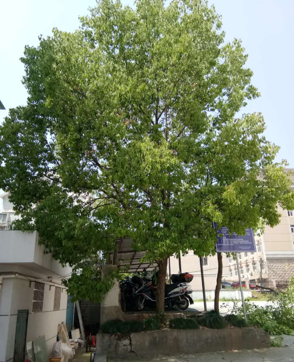 ����AG����|AG���˹�����